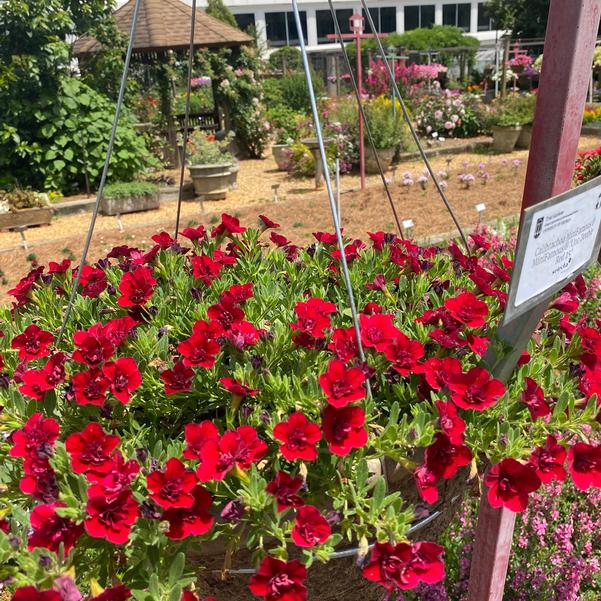 Calibrachoa MiniFamous® MiniFamous® 'Uno Double Red 25' Image