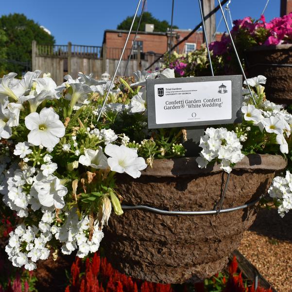 Confetti Garden Confetti Garden® 'White Wedding' Image