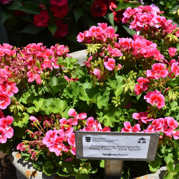 Pelargonium interspecific Pretty Little™ 'Pink Splash' Image