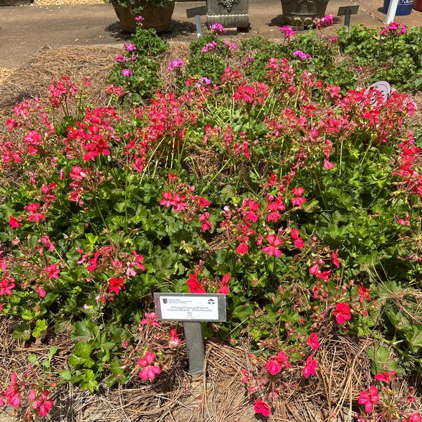 Pelargonium peltatum Grand Idols® 'Pink Bicolor 60' Image