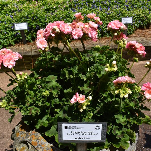 Pelargonium zonale Rosalie™ 'Antique Salmon' Image