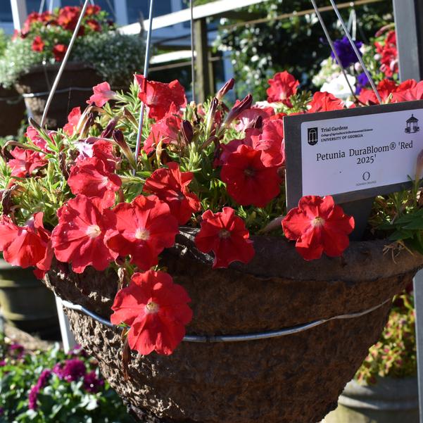 Petunia DuraBloom® 'Red 2025' Image