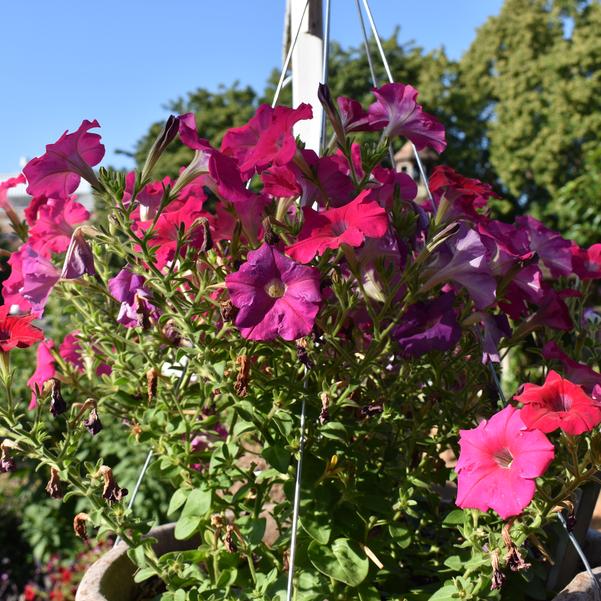 Petunia Cheerful 'Rose' Image