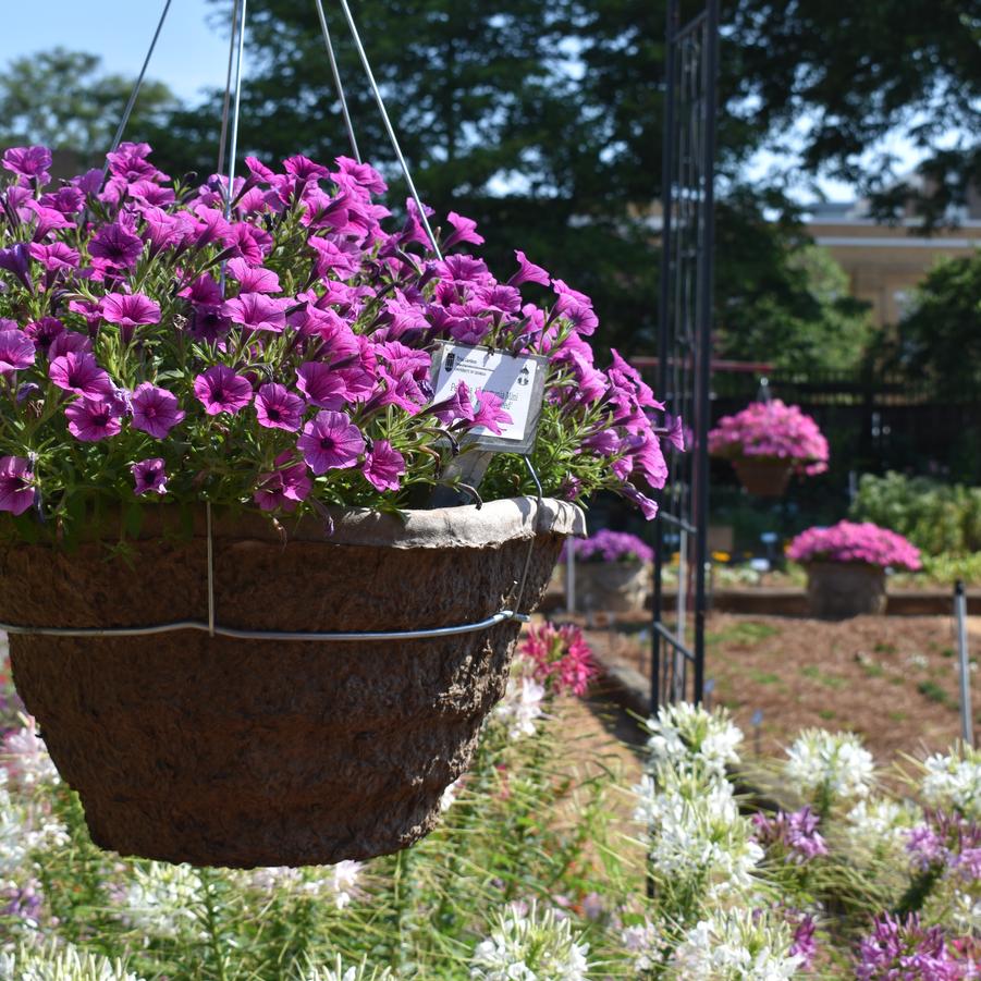 Petunia Supertunia Mini Vista® 'Plum Veined' Image