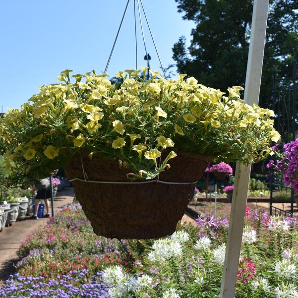 Petunia Supertunia Mini Vista® 'Yellow' Image