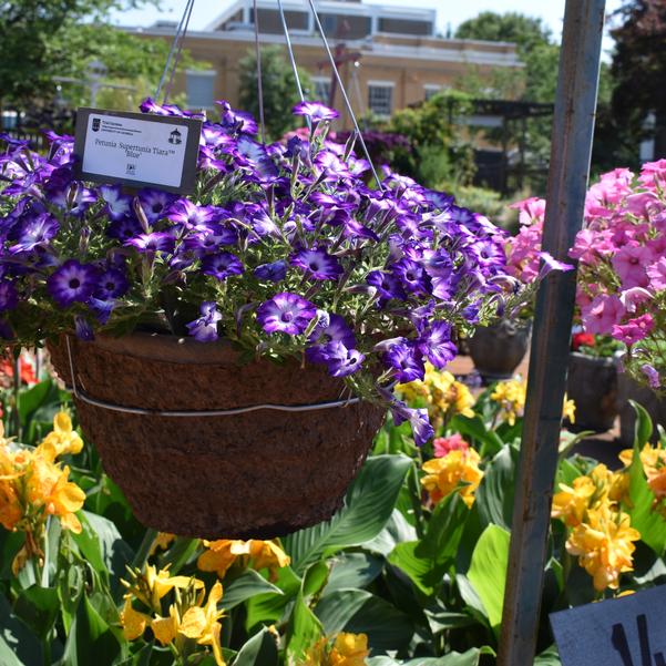 Petunia Supertunia Tiara™ 'Blue' Image