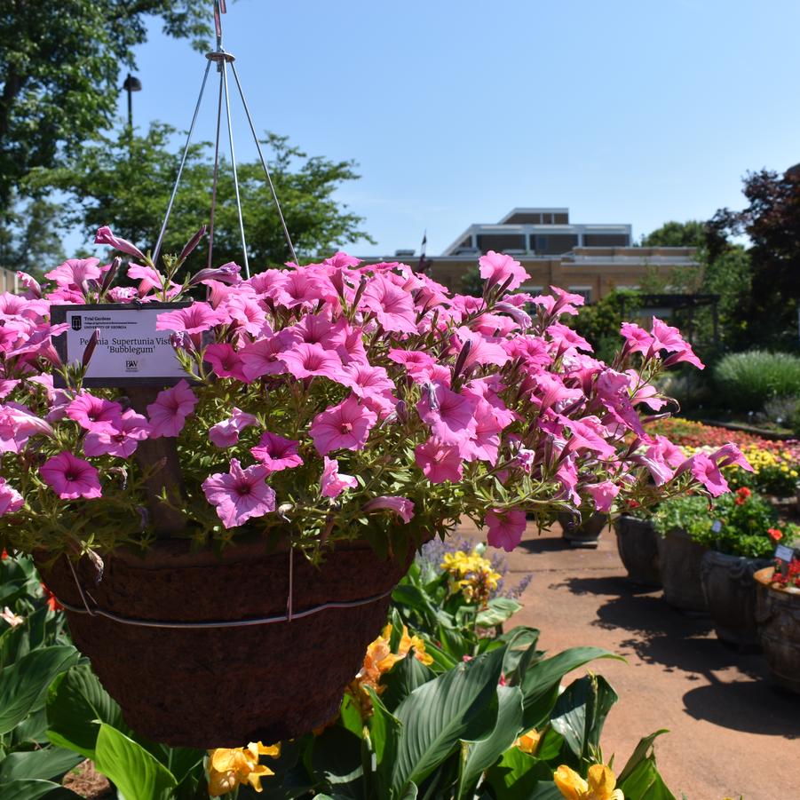 Petunia Supertunia Vista® 'Bubblegum' Image