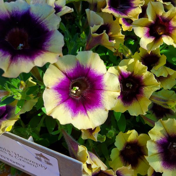 Petunia Surfinia 'Heavenly Blackberries & Cream' Image