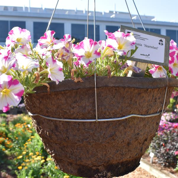 Petunia 'Heartwheel' Image