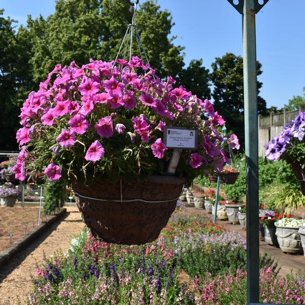 Petunia hybrida TX1082 F1 Trilogy 'Rose Vein' Image