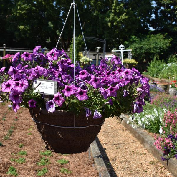 Petunia hybrida F1 Trilogy 'Purple Vein' Image