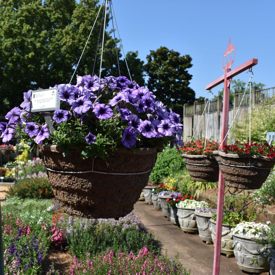 Petunia hybrida TX1083 F1 Trilogy 'Blue Vein' Image