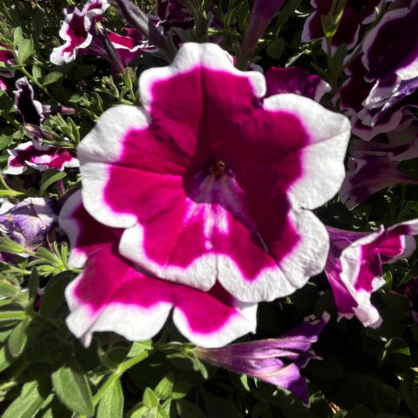 Petunia hybrida Painted Love 'Purple' Image