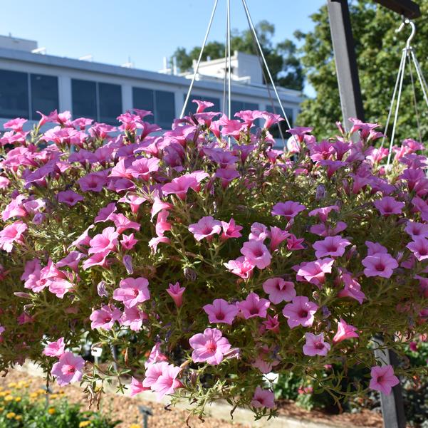 Petunia hybrida Dekko™Maxx™ 'Pink' Image