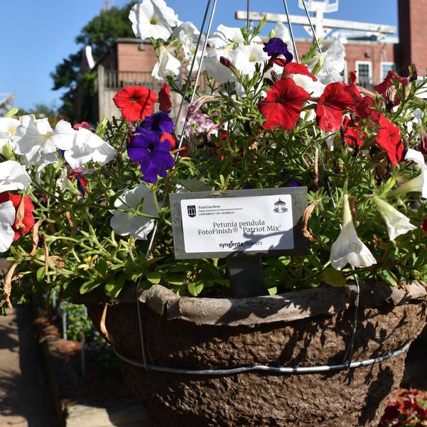 Petunia pendula FotoFinish® 'Patriot Mix' Image