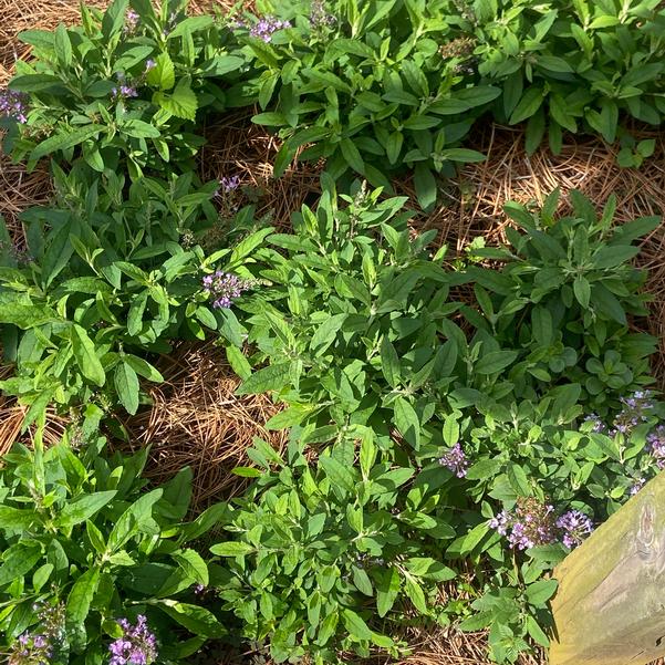 Buddleia Chrysalis™ 'Steel Blue' Image