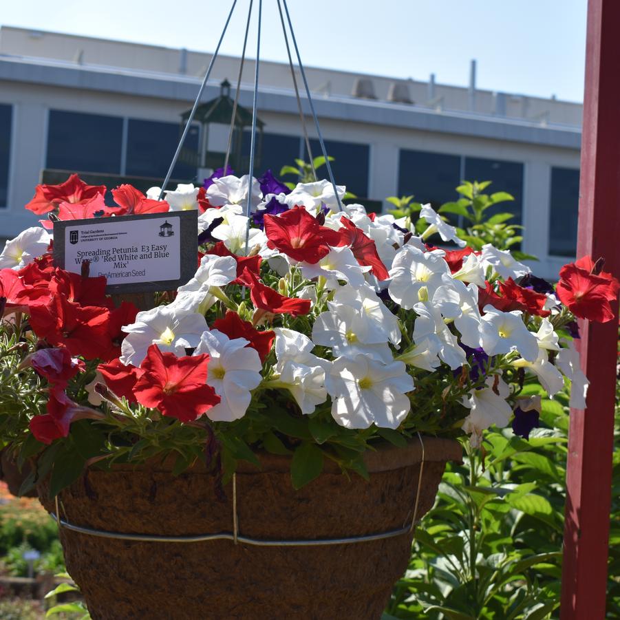 Spreading Petunia E3 Easy Wave® 'Red White and Blue Mix' Image