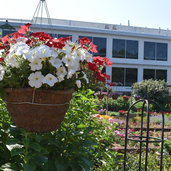 Spreading Petunia E3 Easy Wave® 'Peppermint Mix' Image