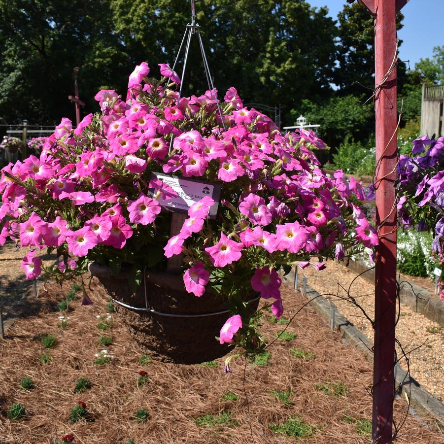 Spreading Petunia E3 Easy Wave® 'Rose Mom' Image