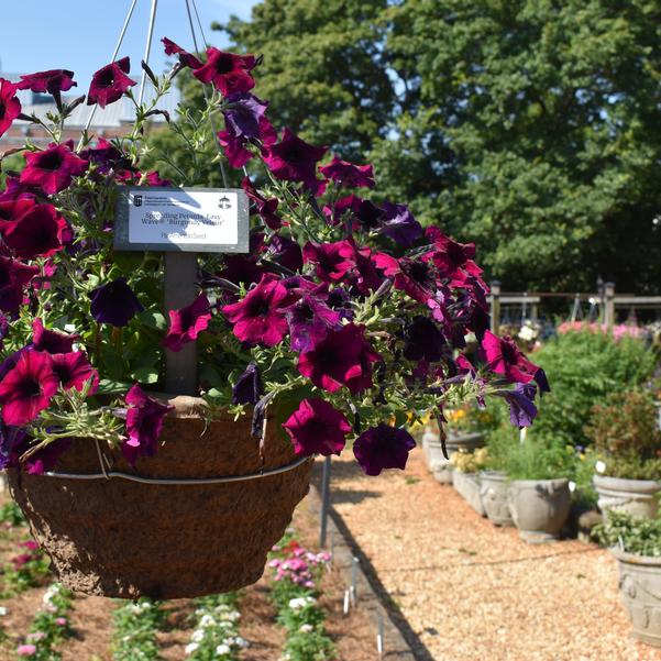 Spreading Petunia Easy Wave® 'Burgundy Velour' Image