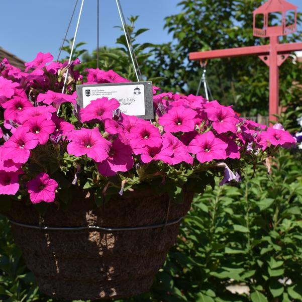 Spreading Petunia Easy Wave® 'Neon Rose' Image