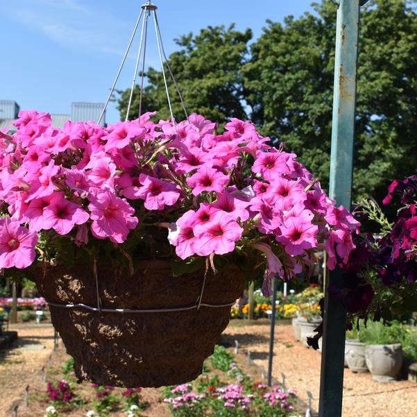 Spreading Petunia Easy Wave® 'Pink Passion' Image