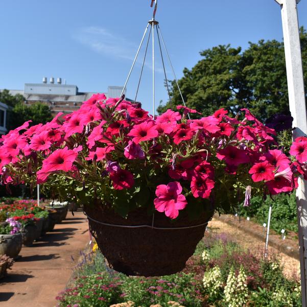 Spreading Petunia Easy Wave® 'Rose' Image