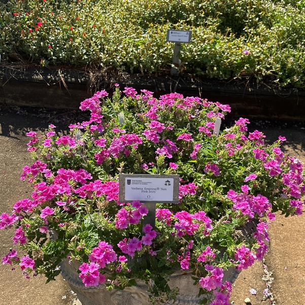 Verbena Empress® 'Sun Kiss Pink' Image