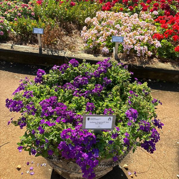 Verbena Empress® 'Sun Kiss Blue' Image