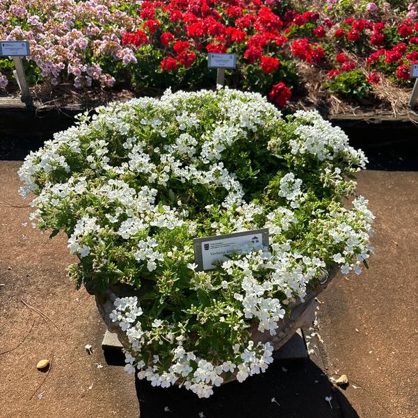 Verbena Empress® 'Sun Kiss White' Image