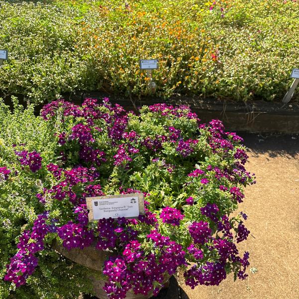 Verbena 'Sun Burgundy Charme'