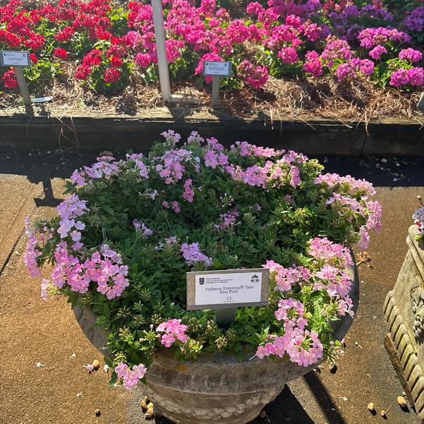 Verbena Empress® 'Sun Pink 2025' Image