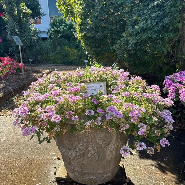 Verbena Vanessa 'Bicolor Light Pink' Image