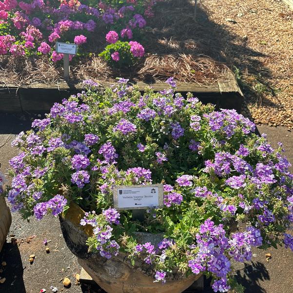 Verbena Vanessa 'Bicolor Indigo' Image