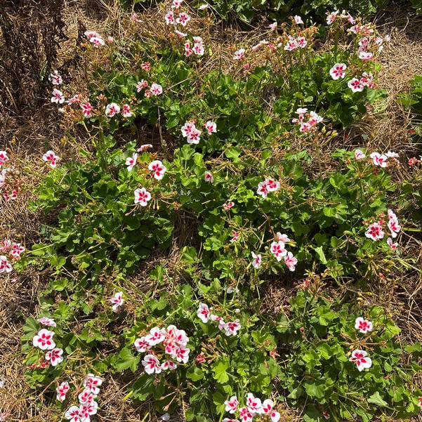 Zonal Geranium Sunrise™ 'White+Zest' Image