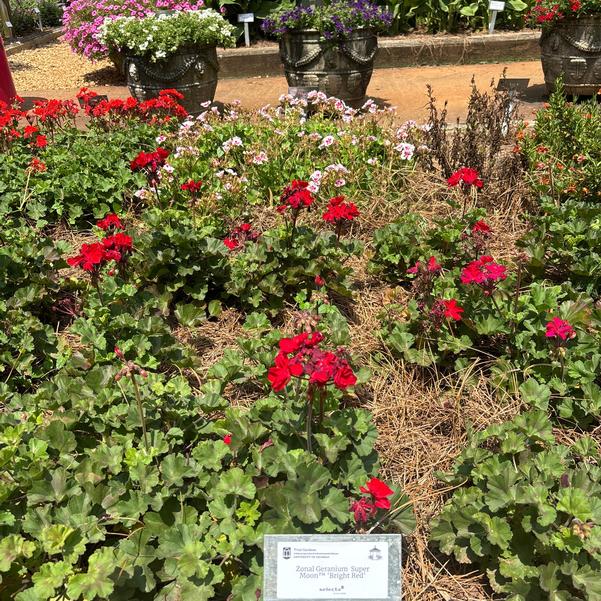 Zonal Geranium Super Moon™ 'Bright Red' Image