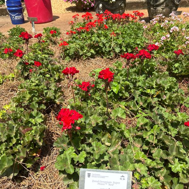 Zonal Geranium Super Moon™ 'Red' Image