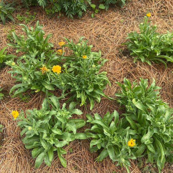 Calendula 24OSI-13 Image