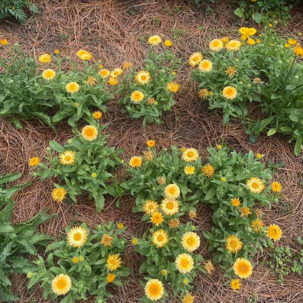 Calendula 24OSI-13 C1 'Bon Bon Apricot' Image