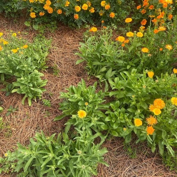 Calendula 24OSI-13 C2 'Kinglet' Image