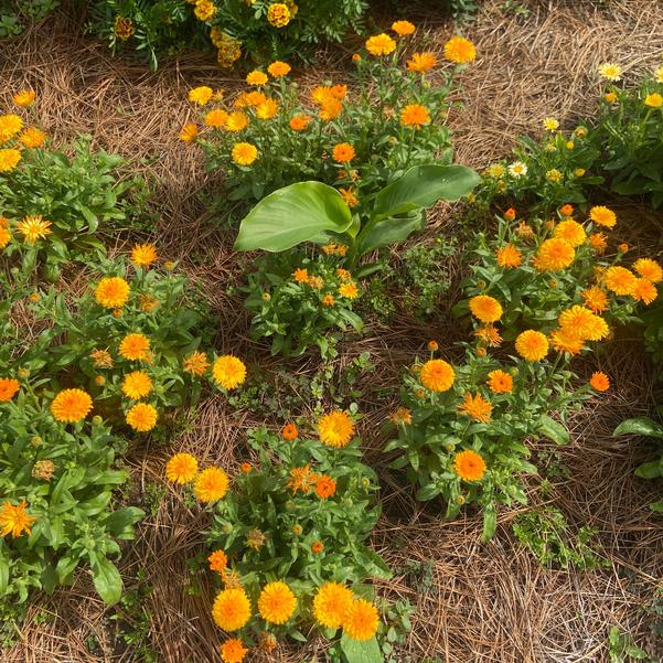 Calendula 24OSI-15 C1 'Costa Orange' Image