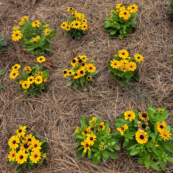 Rudbeckia 24OSI-16 Image