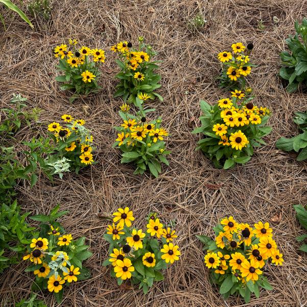 Rudbeckia 24OSI-16 C1 'Toto Gold' Image