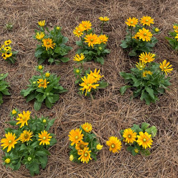 Rudbeckia 24OSI-16 C2 'Amarillo Gold' Image