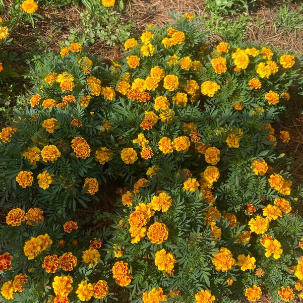 Marigold French 24OSI-17 C2 'Safari Yellow Fire' Image