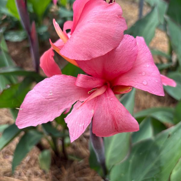 Canna F1 Cannova 'Deep Pink' Image