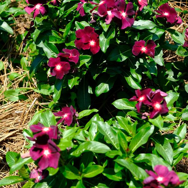 Catharanthus roseus Nirvana® XDR 'Blackberry' Image