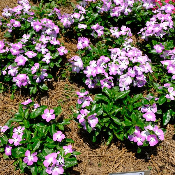 Catharanthus roseus Nirvana® XDR 'Blue Halo' Image