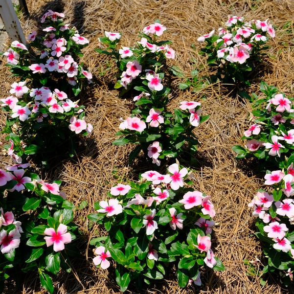 Catharanthus roseus Nirvana® XDR 'Blush Splash' Image