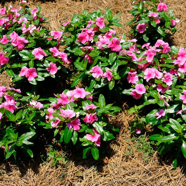 Catharanthus roseus F1 Cora® 'XDR Deep Strawberry' Image